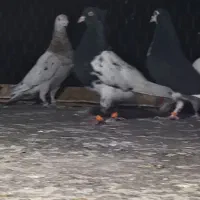 کفتر رنگی هوایی