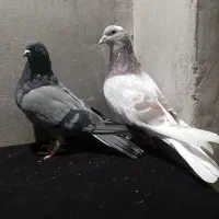 کبوتر ساعت سنگین|پرنده|ایواوغلی, |دیوار