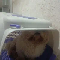 سگ شیتزو کراس