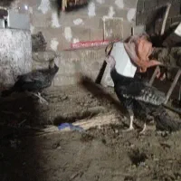 بقلمون ماده دوعدد