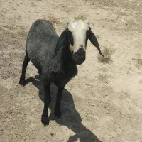 بره نر