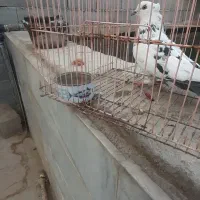 کفتر .کبوتر