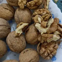 گردو چرب و خوشمزه