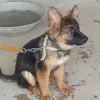 سگ ژرمن