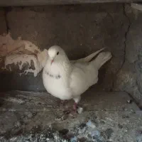 سلام چهار کفتر فروشی|پرنده|مشگین شهر, |دیوار