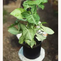 گیاه سینگونیوم سبز|گل و گیاه طبیعی|رودسر, |دیوار