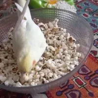 عروس هلندیم گم شده|حیوانات|بروجرد, |دیوار