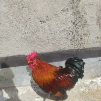 .خروس .جوان.|حیوانات مزرعه|شیراز, کوشک میدان|دیوار