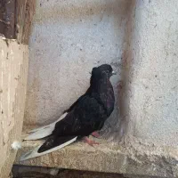 ۷تا اشعل غلط دار کبوتر