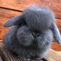 مرکزاصل خرگوش لوپ مینیاتوری ریز بند انگشتی کوچک