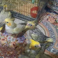 جوجه عروس هلندی