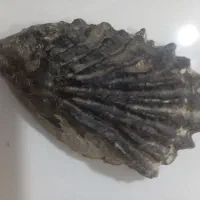 فسیل با قدمت بالا