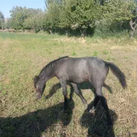 اگر خریداری زنگ بزن|اسب و تجهیزات اسب‌سواری|سیلاخور, |دیوار