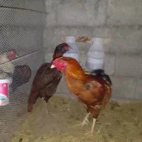 خروس ومرغ لاری خوشتیپ|حیوانات مزرعه|رضوانشهر, |دیوار