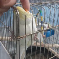 ۲تا عروس هلندی سخنگو|پرنده|تهران, قصر فیروزه ۲|دیوار