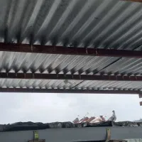 فروش کبوتر پرشی اصیل خالپر