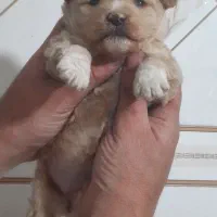 پودل کراس ماده|سگ|تهران, باغ خزانه|دیوار