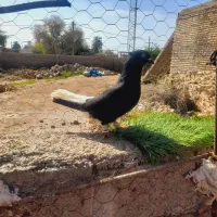 اشعل. دمسفید