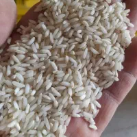 برنج عنبربو شوشتر