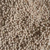 نخود پاییز آکسو پایه بلند