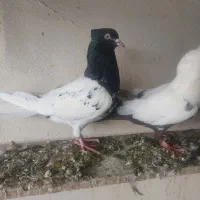 کبوتر|پرنده|بروجرد, |دیوار