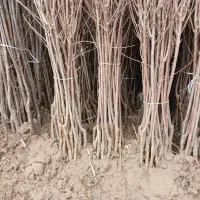 نهال گردو ،گیلاس و بادام و صنوبر وکبوده...