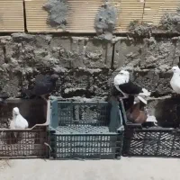 ساده