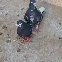 شهری|پرنده|شبانکاره, |دیوار