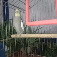 عروس هلندی|پرنده|خرمآباد, |دیوار