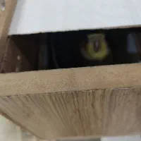 یک جفت عروس هلندی مولد با تخم هاش