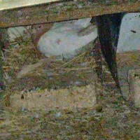 کبوتر کله زر