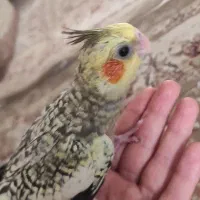 جوجه عروس یک ماهه