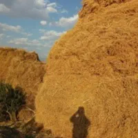 یونجه خشک 800باغ بزرگ درجه یک|خدمات باغبانی و درختکاری|سلماس, |دیوار