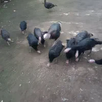 فروش بوقلمون بزرگ یکجا سالم ب شرط|حیوانات مزرعه|تولم شهر, |دیوار