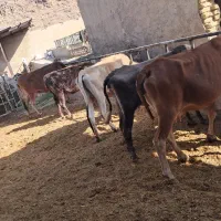 ۴ راس گاو محلی هیکلی داشت و کشت