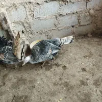 بوقلمون نرو ماده