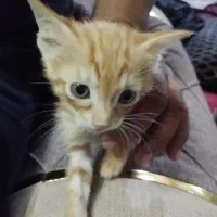 واگذاری دوعدد گربه