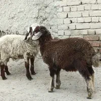 توخلو نر وماده