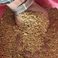 ۲۰تن گندم پیشگام