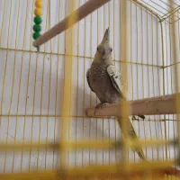 جفت،عروس هلندی آماده
