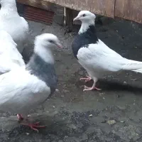 کبوتر|پرنده|تبریز, |دیوار