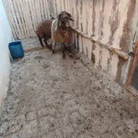 2عدد بره نر 23 ملیون