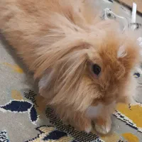 خرگوش‌های لوپ اصل هلندی|موش و خرگوش|اهواز, کوروش|دیوار