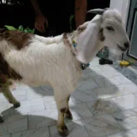 بندرگز