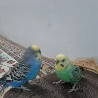 دوتا  مرغ عشق  نر|پرنده|مشهد, گلشور|دیوار