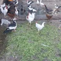 اردک خارجی مرغ و خروس طوطی