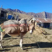 فروش فوری قاطر ۶ساله