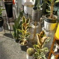 پایه گلدون ۶تای|گل و گیاه طبیعی|ورامین, ورامین|دیوار