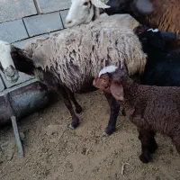 فروش میش و بره دوقلو|حیوانات مزرعه|شاهرود, |دیوار