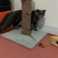 گربه اسکاتیش ماده|گربه|ارومیه, |دیوار